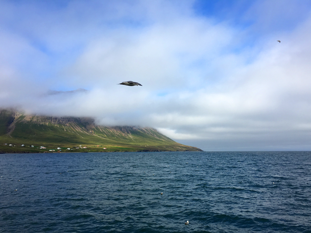 i viaggi della patta-Islanda-Ólafsfjörður 2